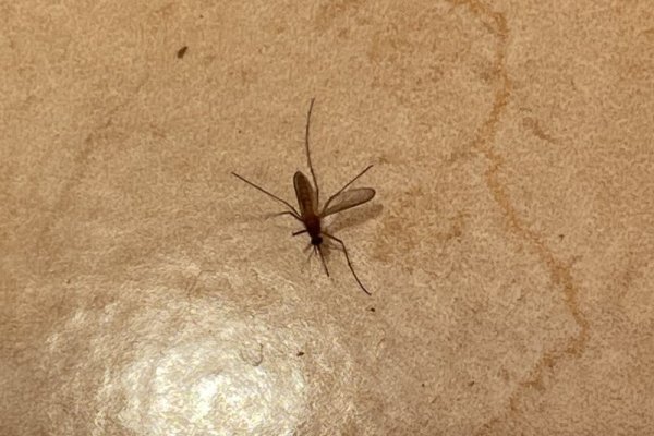 蚊子单翅也能飞？